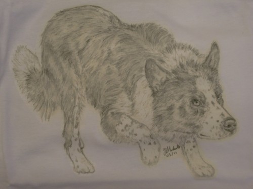 Working sheepdog collie - working,