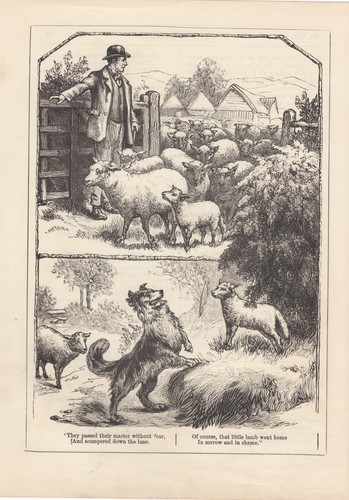 Collie dog herding sheep - collie,