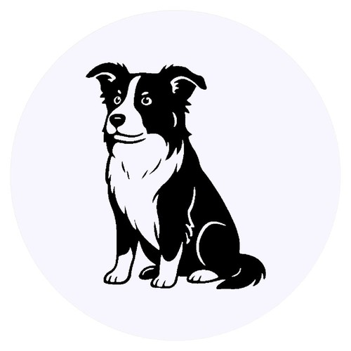 Sitting border collie - x, collie'