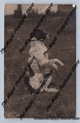 Collie herding dog hind - collie, on