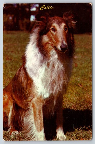 Postcard collie scotland sheep - postcard,