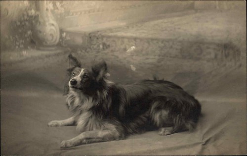 Beautiful herding dog collie - beautiful,