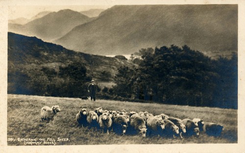 Vintage rppc shepherd - vintage, rppc:
