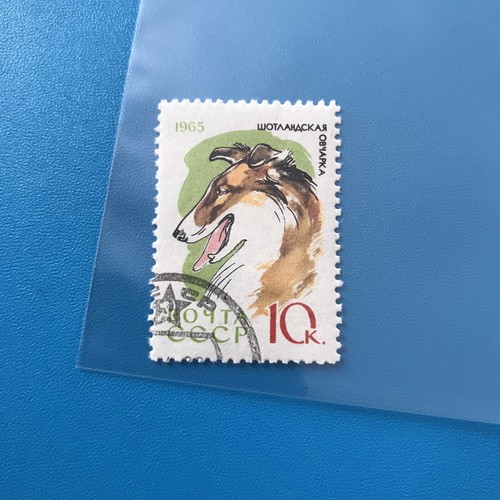 Collie herding dog - collie,