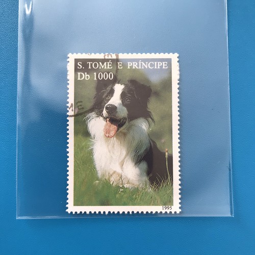 Border collie herding dog - border,