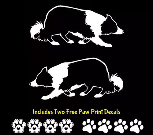 Border collie herding two - herding, pk