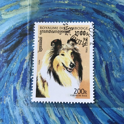 Collie herding dog - herding, stamp