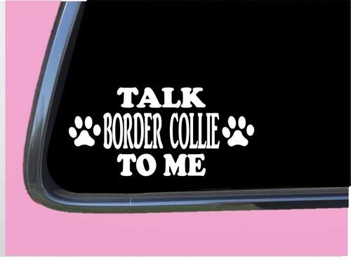 Talk border collie tp - collie,
