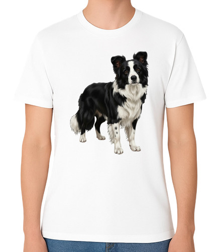Border collie dog standing - dog,
