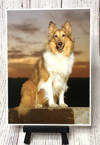Rough collie long haired - long,