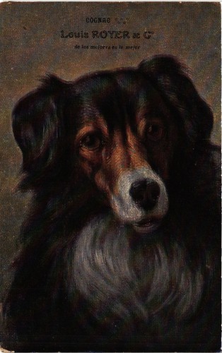Cpa dogs head - dogs,, of