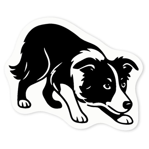 Crouching border collie - 'crouching, collie'