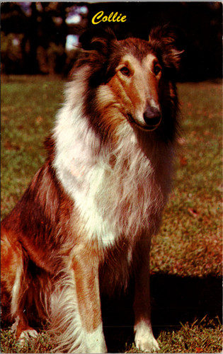 Collie herding dog vintage - herding,
