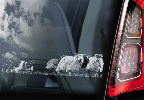 Border collie sticker car - sticker,,