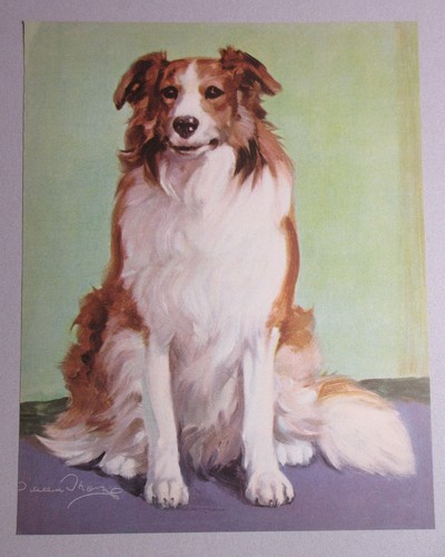 Collie dog herding - collie, dogs