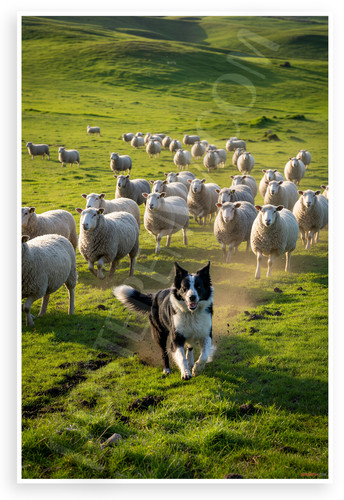 Border collie herding sheep - border,
