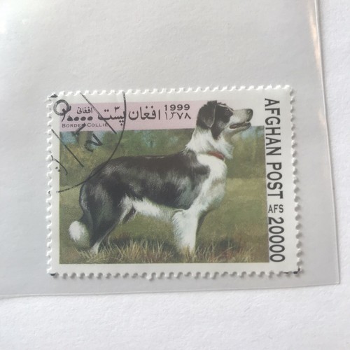 Border collie herding dog - border,