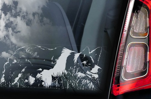 Border collie sticker car - collie,