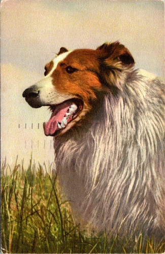 Postcard collie herding dog - postcard,