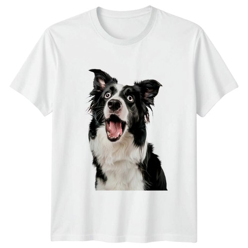 Shocked border collie face - collie,