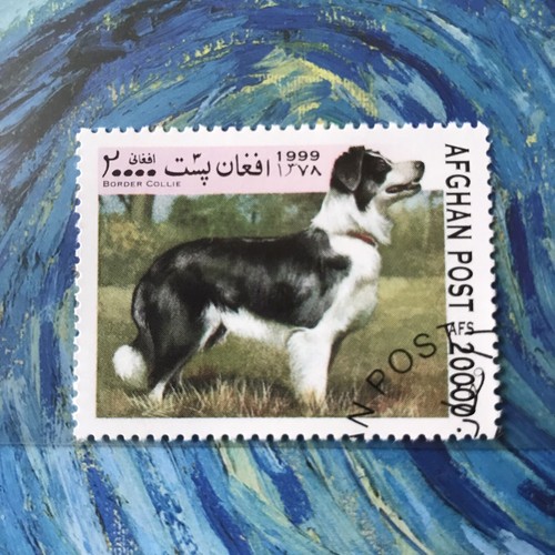 Border collie herding - border, dog