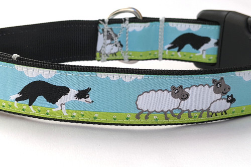 Herding border collie dog - herding,